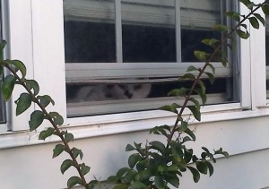 Bug window