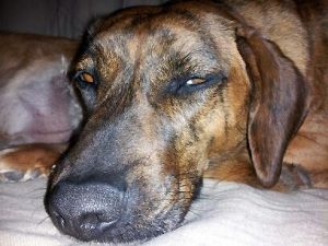 Goofus beagle-boxer Maggie.