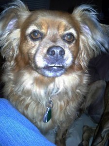 Little red dog, Sadie, who's as brave as the first loud noise.