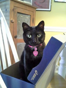 Where a box, there a Boo.